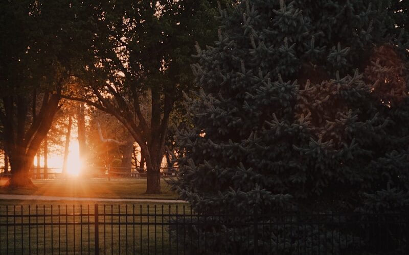 green trees on green grass field during sunset