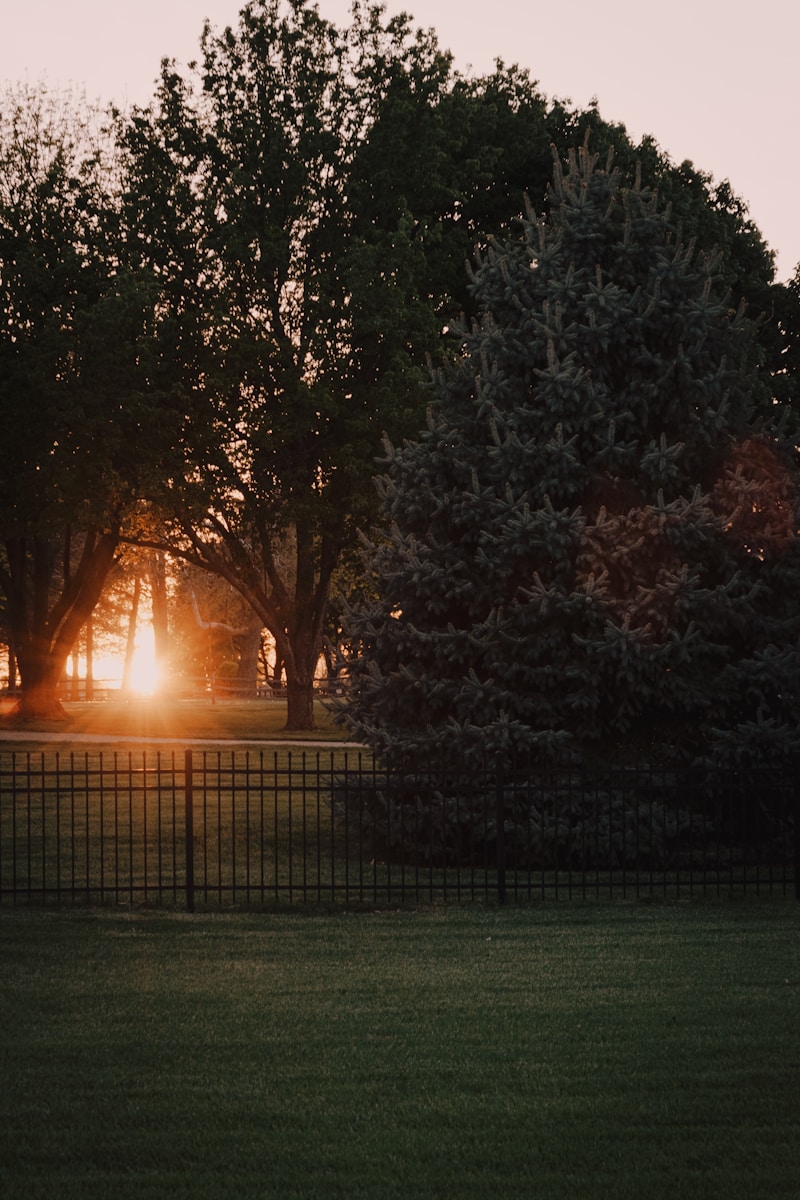 green trees on green grass field during sunset